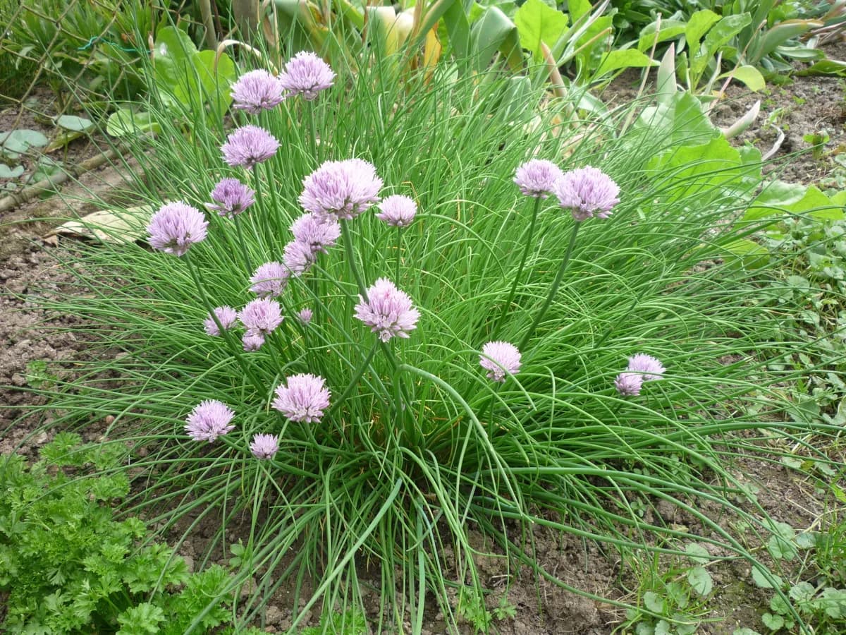 Chives (Allium schoenoprasum)