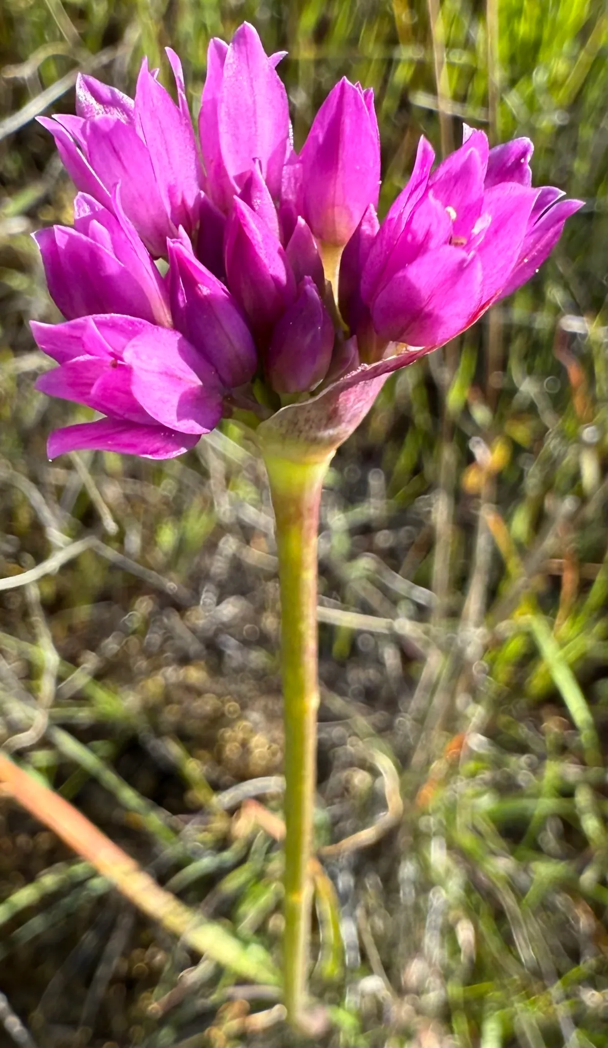 Jeweled onion (Allium serra)