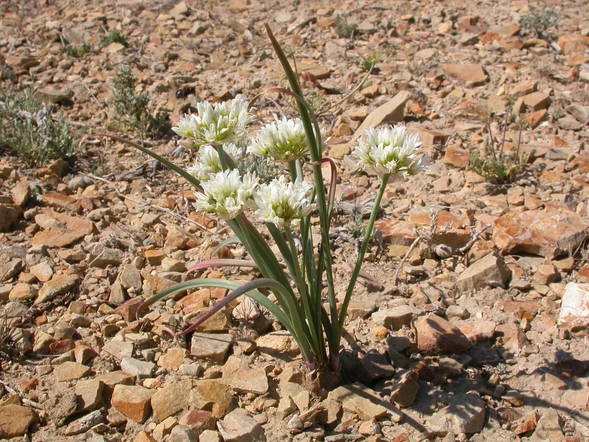 Textile Onion (Allium textile)