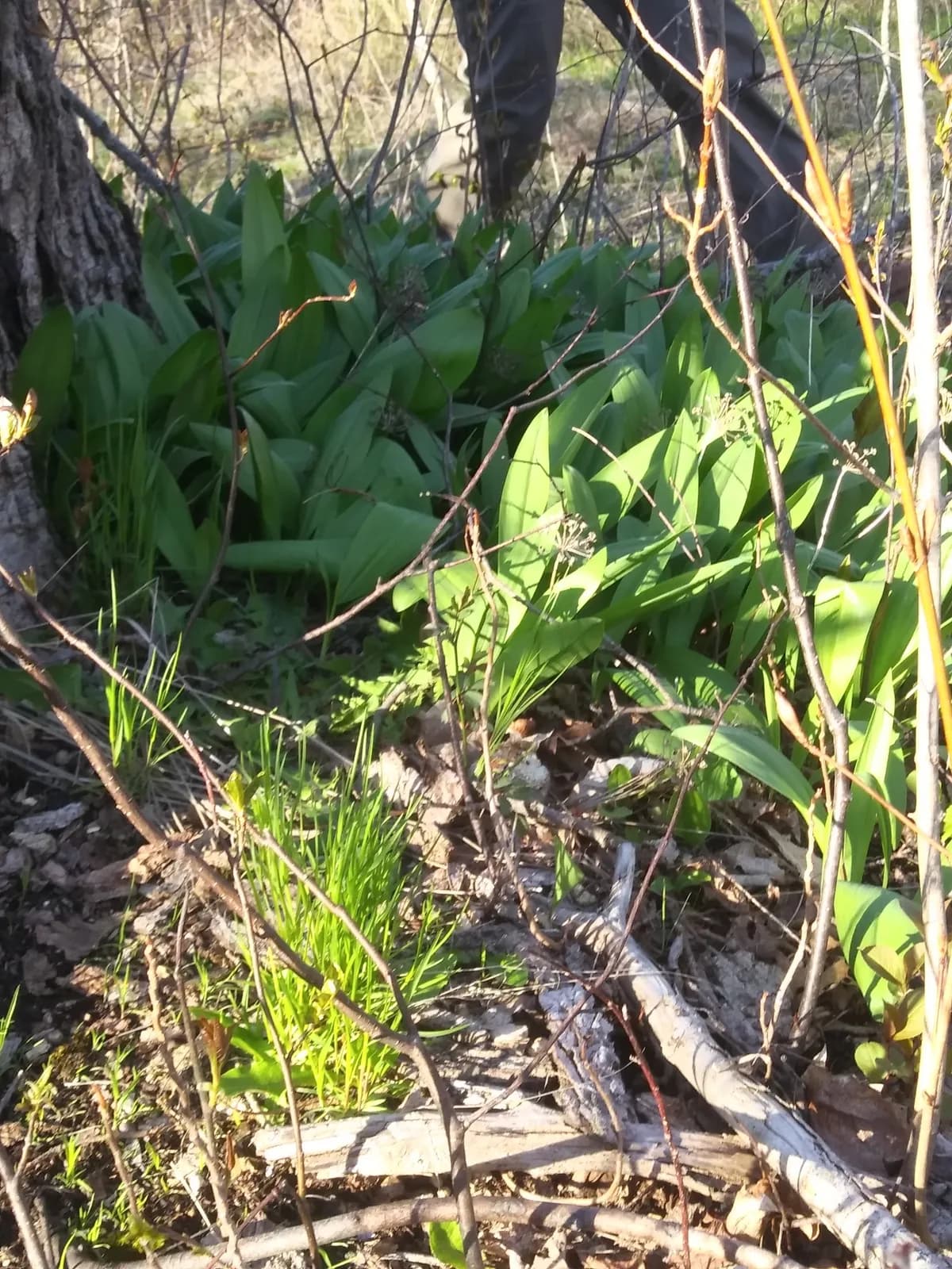 Ramp (Allium tricoccum)