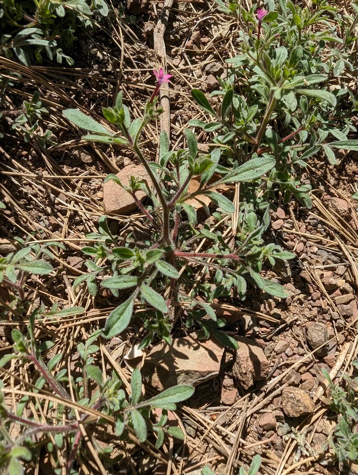 Allophyllum divaricatum