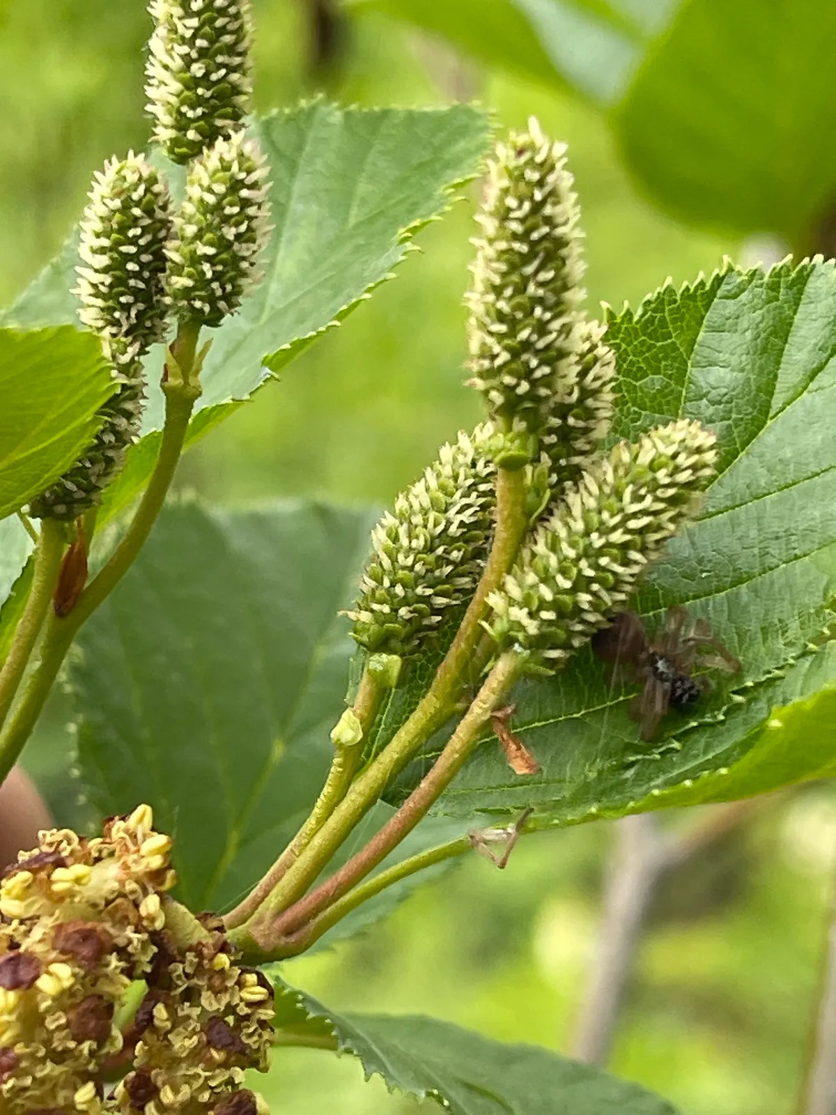 Green Alder (Alnus alnobetula)