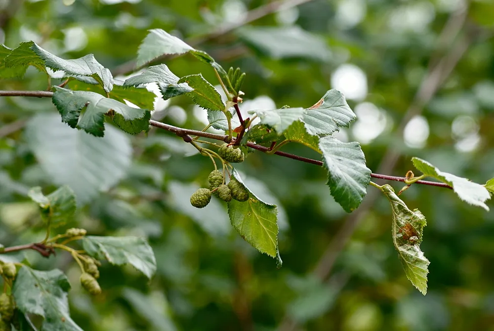 Green Alder (Alnus alnobetula)