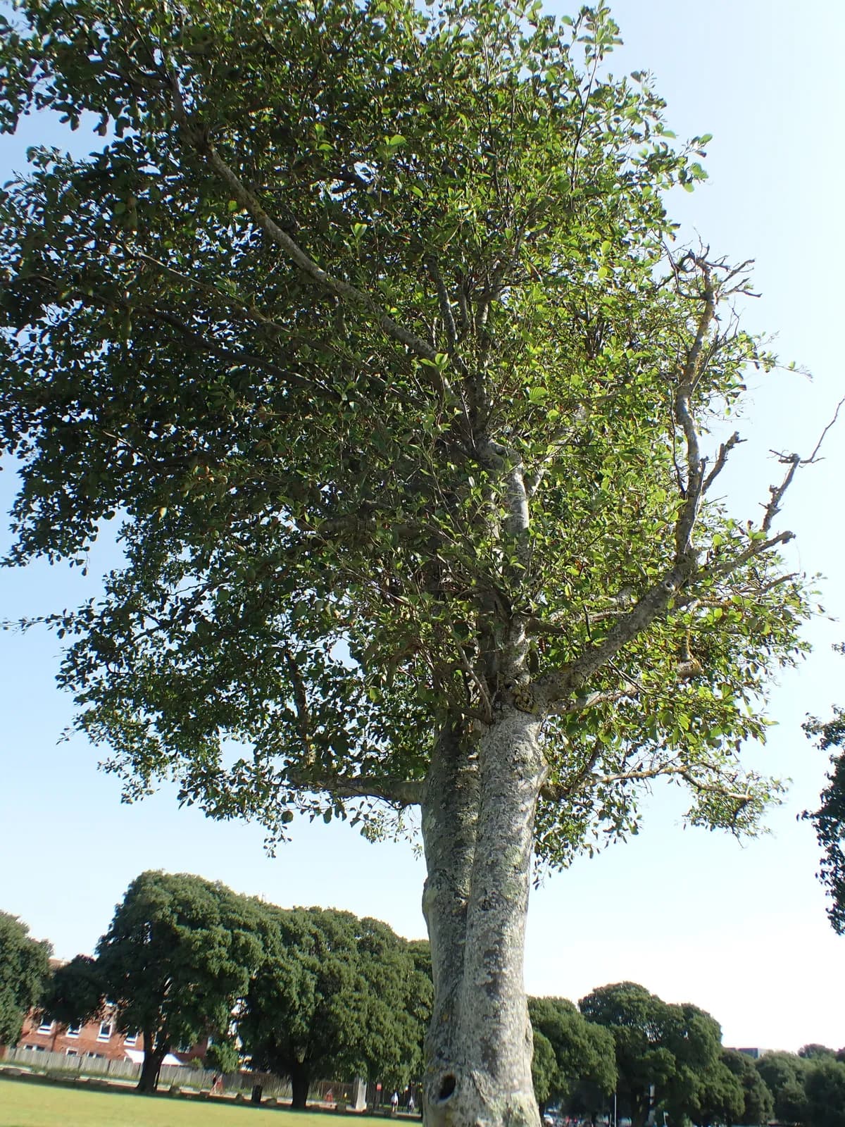 European Alder (Alnus glutinosa)