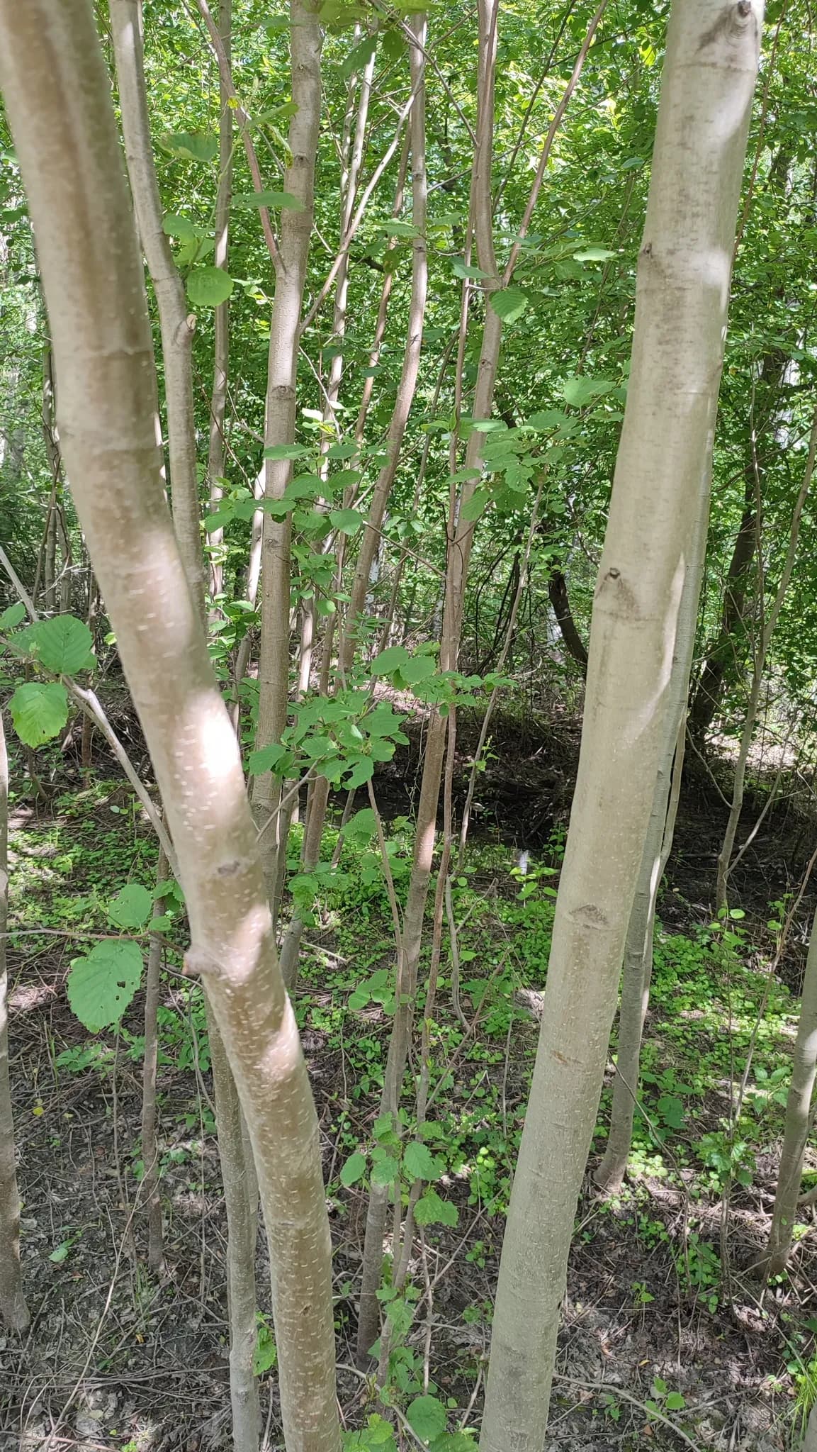 Grey Alder (Alnus incana)