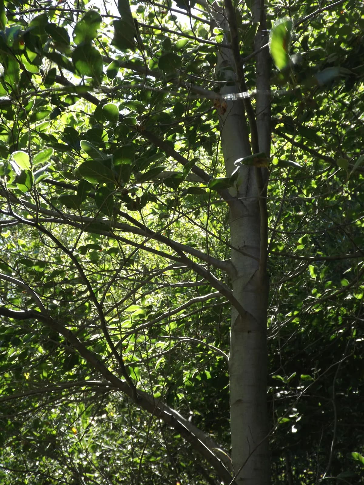 White alder (Alnus rhombifolia)