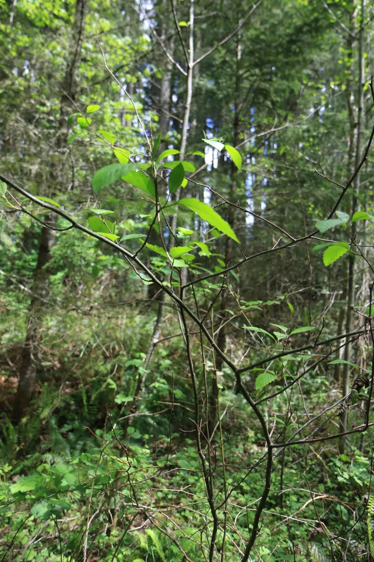 Red Alder (Alnus rubra)