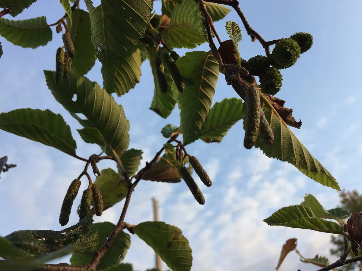 Hazel alder (Alnus rugosa)