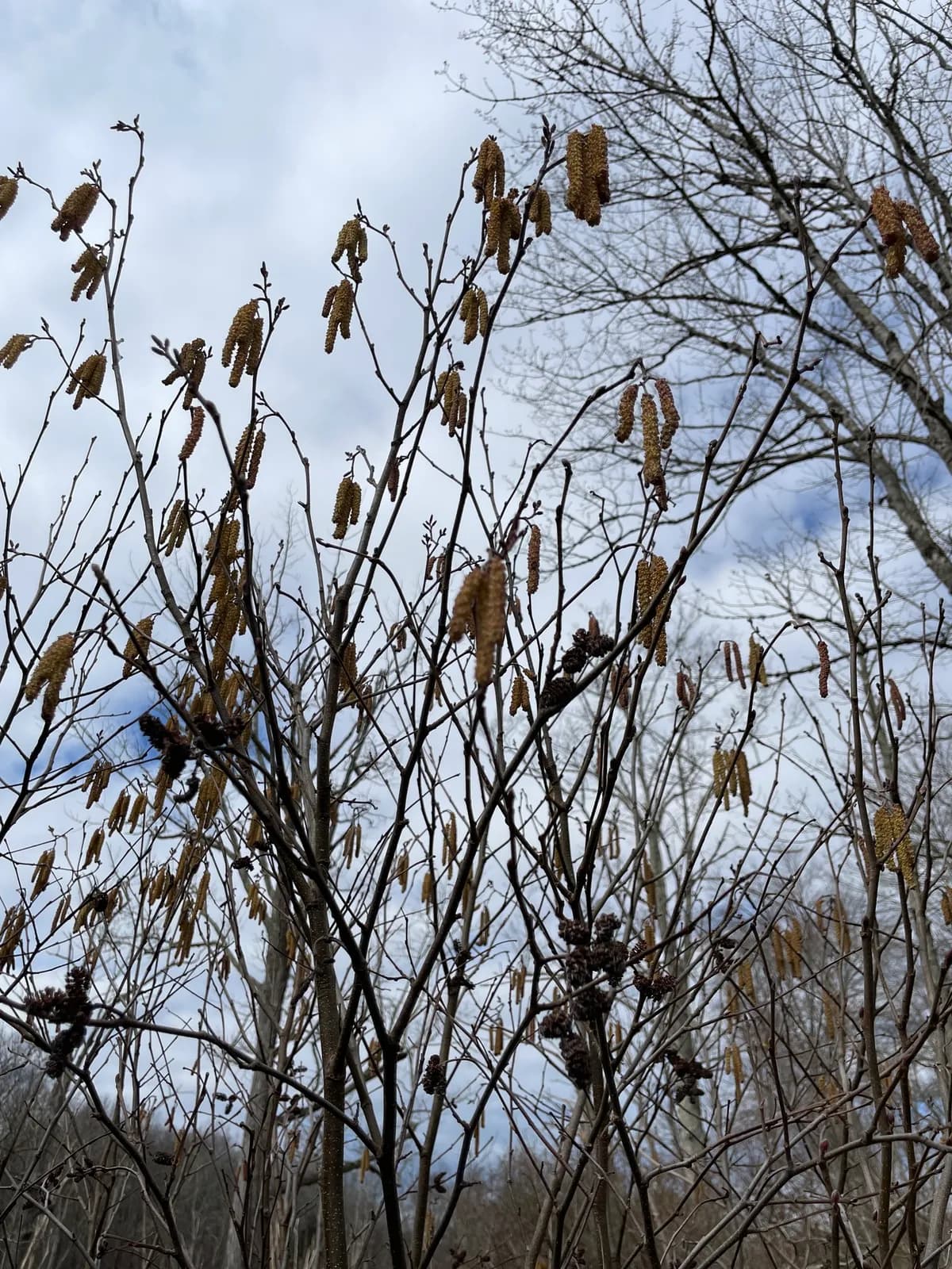Smooth Alder (Alnus serrulata)