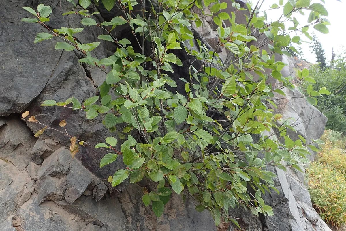 Sitka alder (Alnus sinuata)