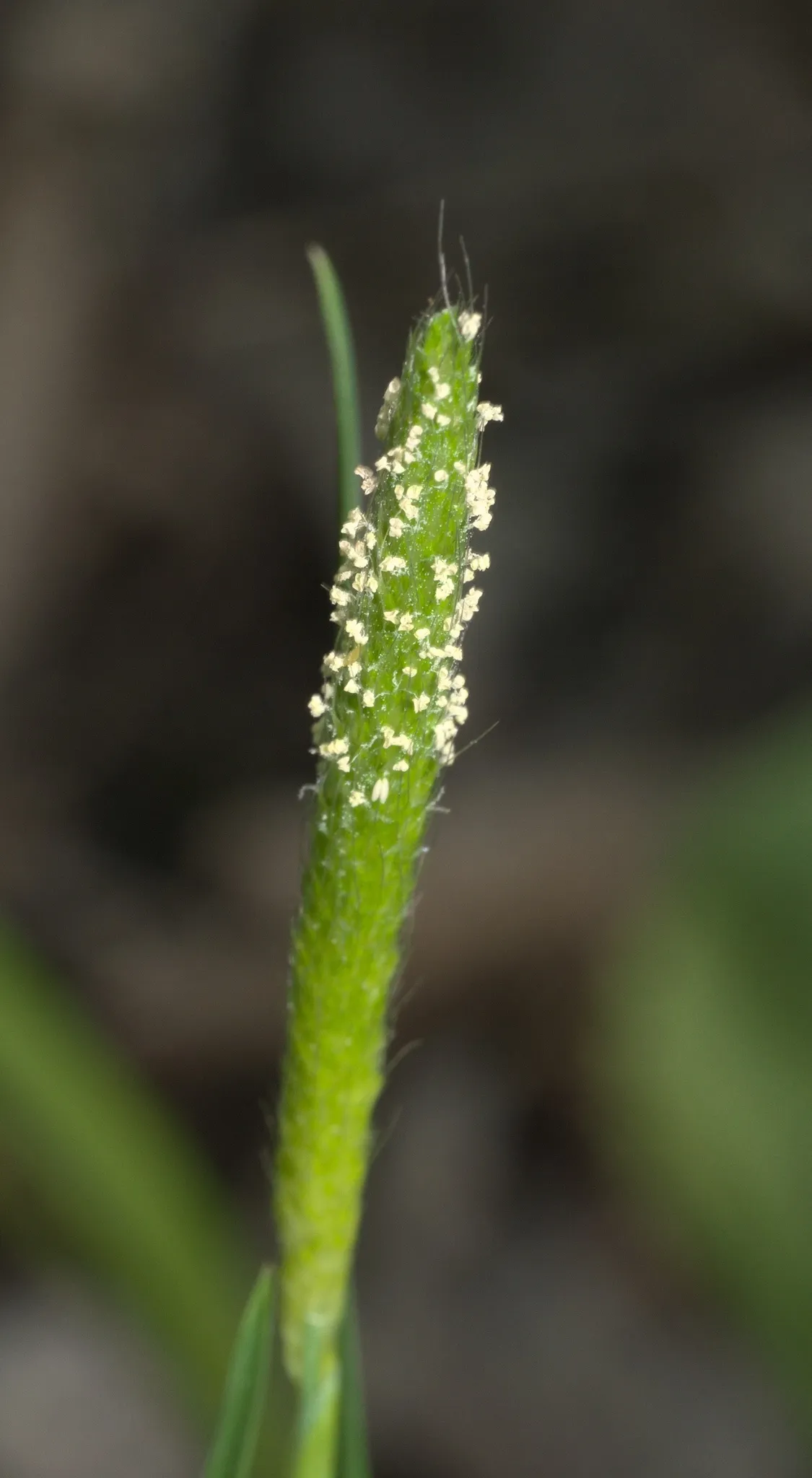 Carolina Foxtail (Alopecurus carolinianus)