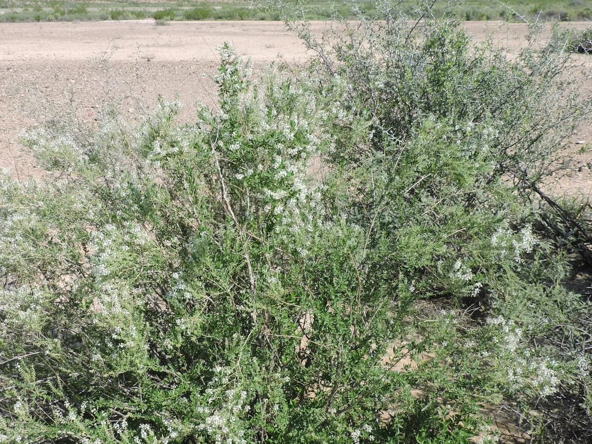 Beebrush (Aloysia gratissima)