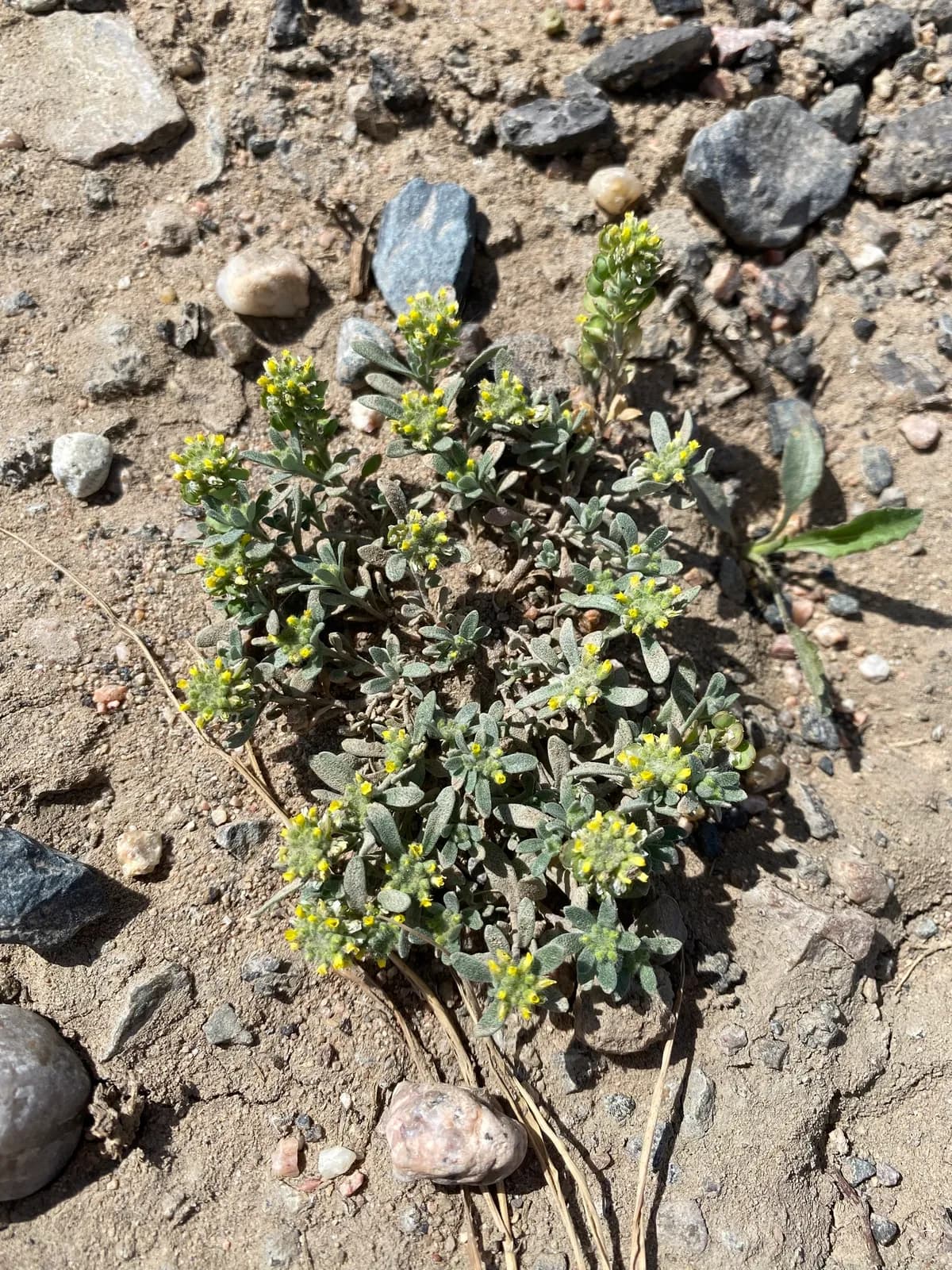Desert Alyssum (Alyssum turkestanicum)