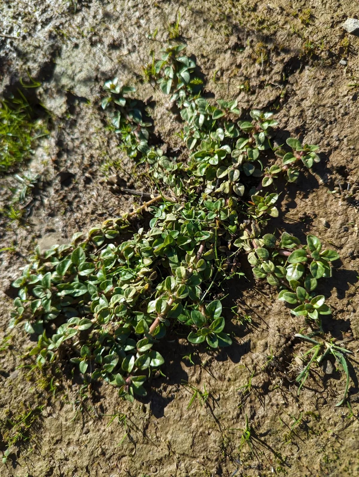 California Amaranth (Amaranthus californicus)