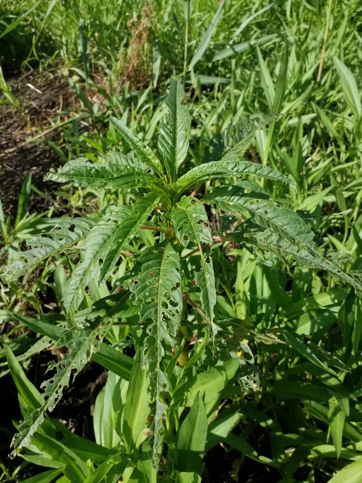 Tidalmarsh Amaranth (Amaranthus cannabinus)