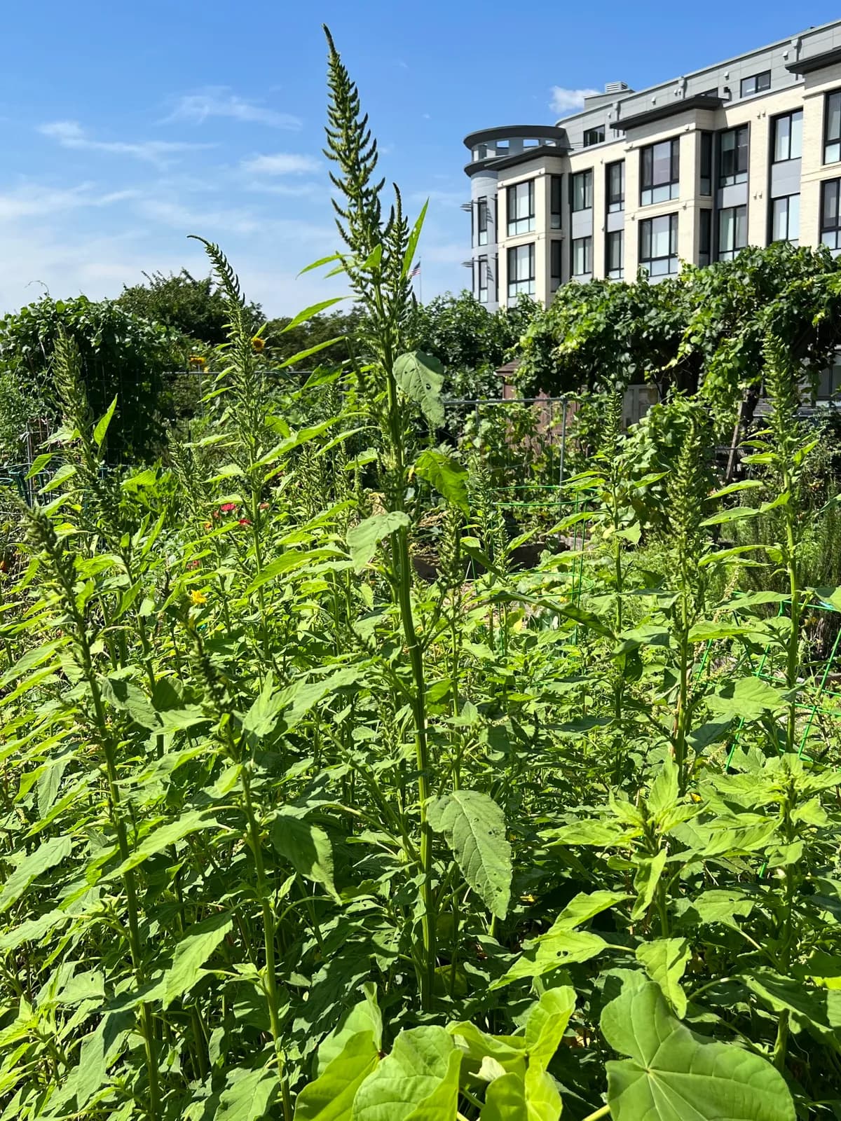 Green Amaranth (Amaranthus hybridus)