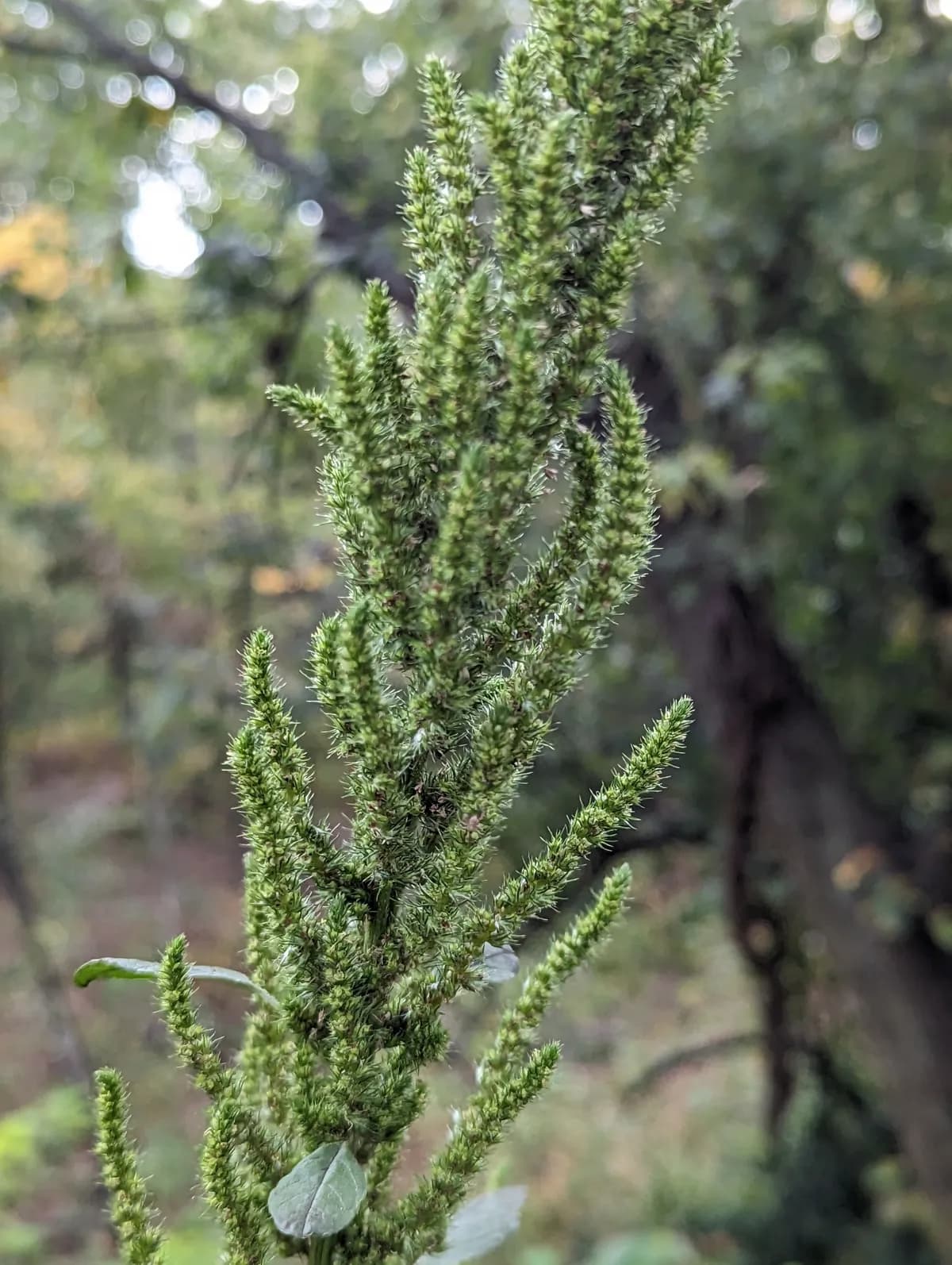 Powell's Amaranth (Amaranthus powellii)