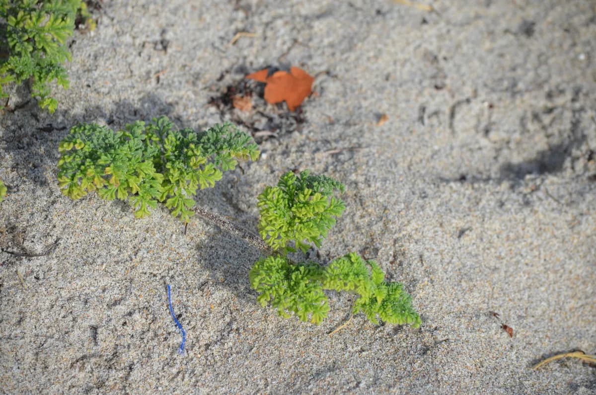 Coastal ragweed (Ambrosia hispida)