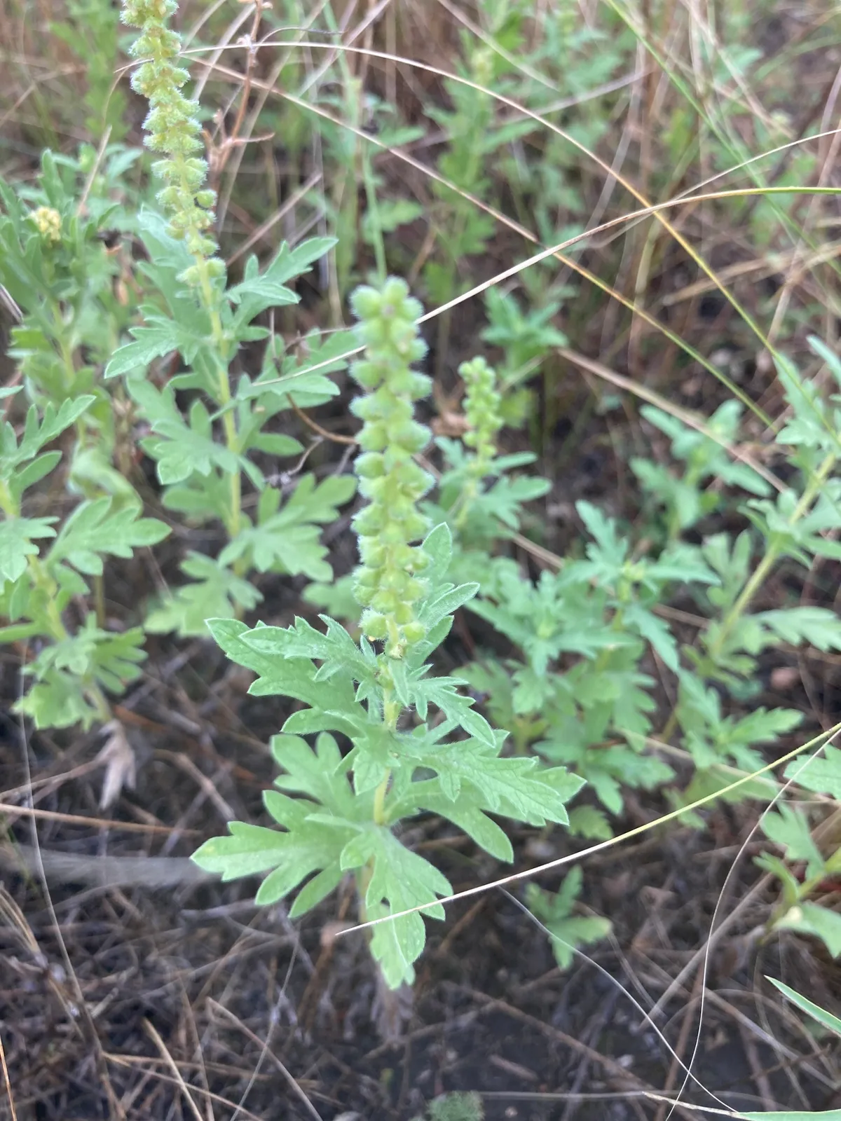 Dunbible-weed (Ambrosia psilostachya)