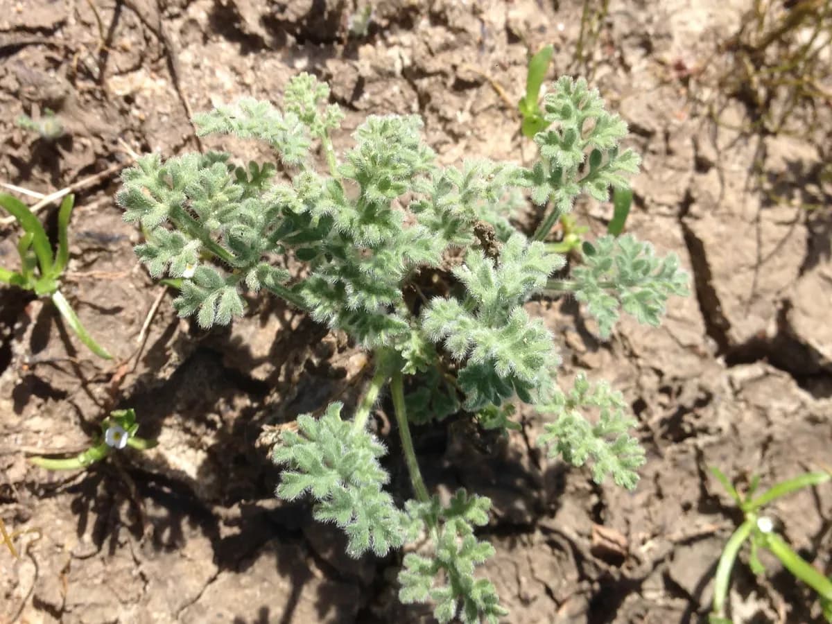 San Diego ambrosia (Ambrosia pumila)