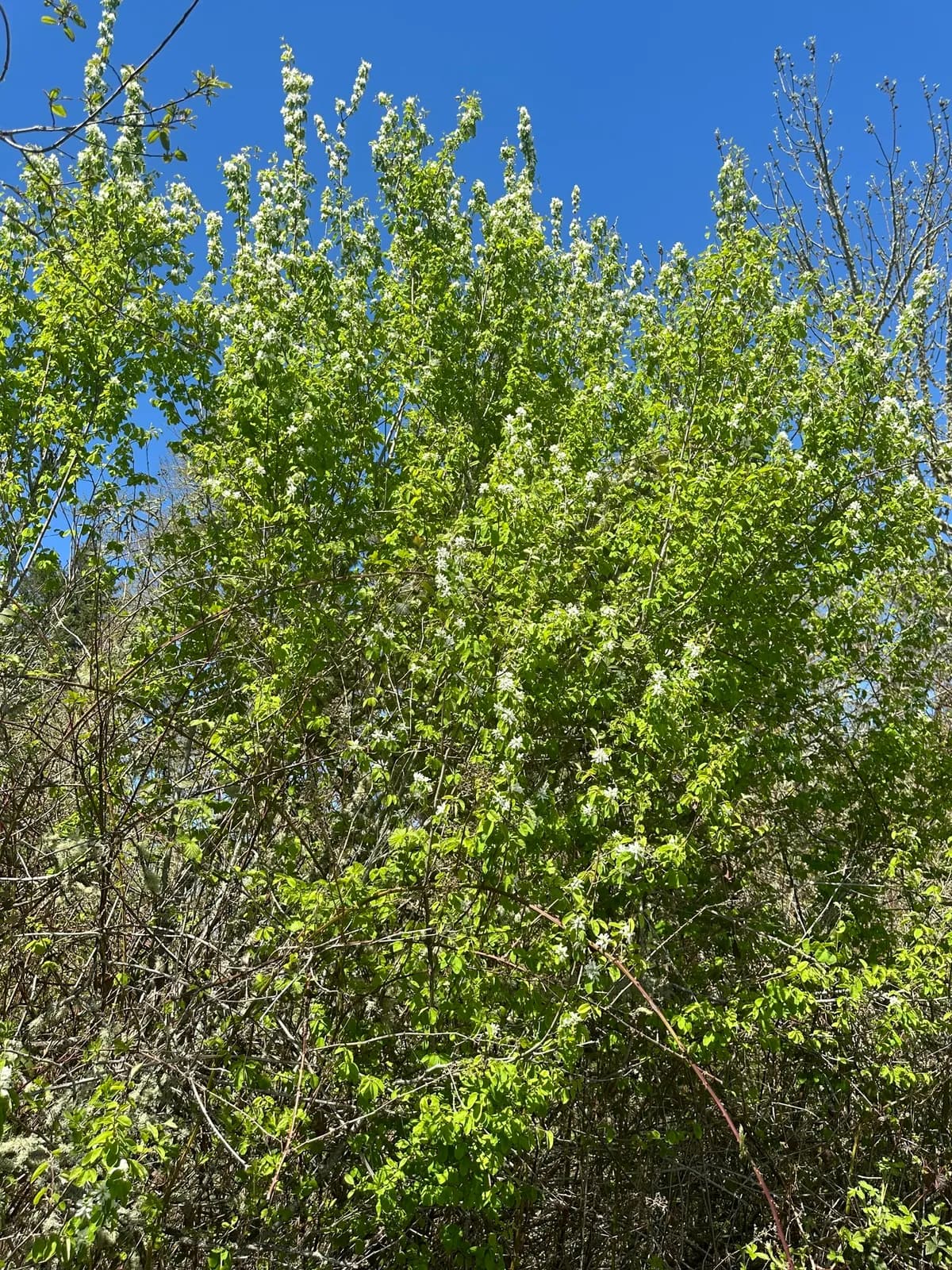 Pacific Serviceberry (Amelanchier alnifolia)