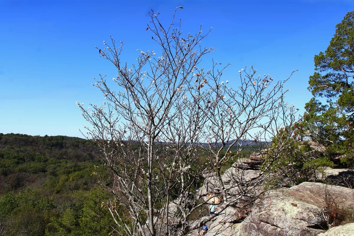 Allegheny serviceberry (Amelanchier arborea)