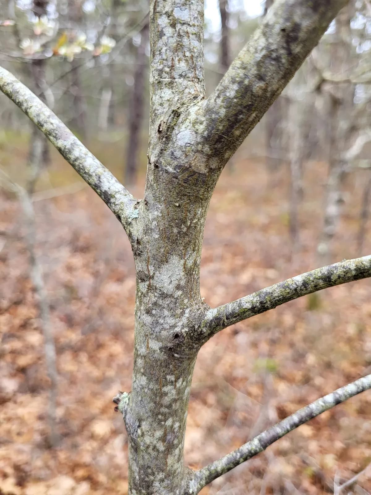 Juneberry (Amelanchier canadensis)