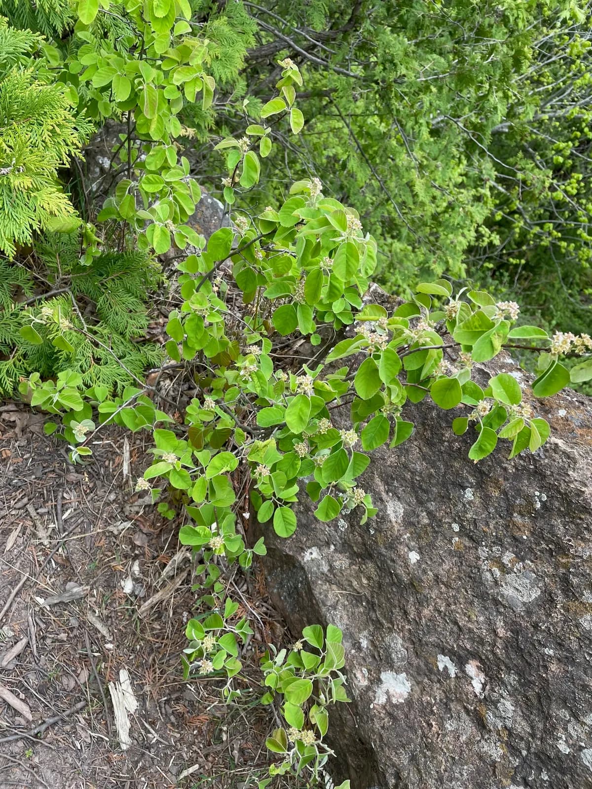 Low Juneberry (Amelanchier humilis)