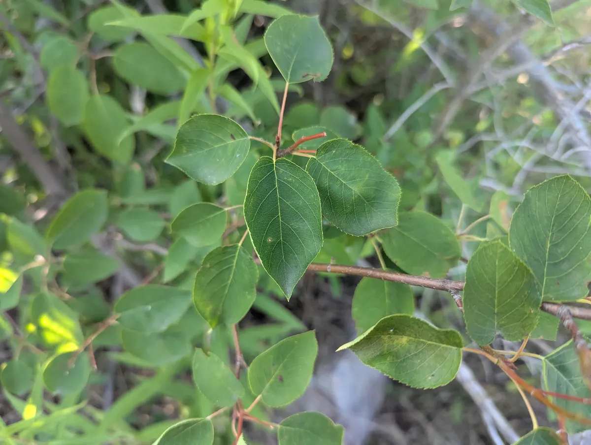 Inland serviceberry (Amelanchier interior)