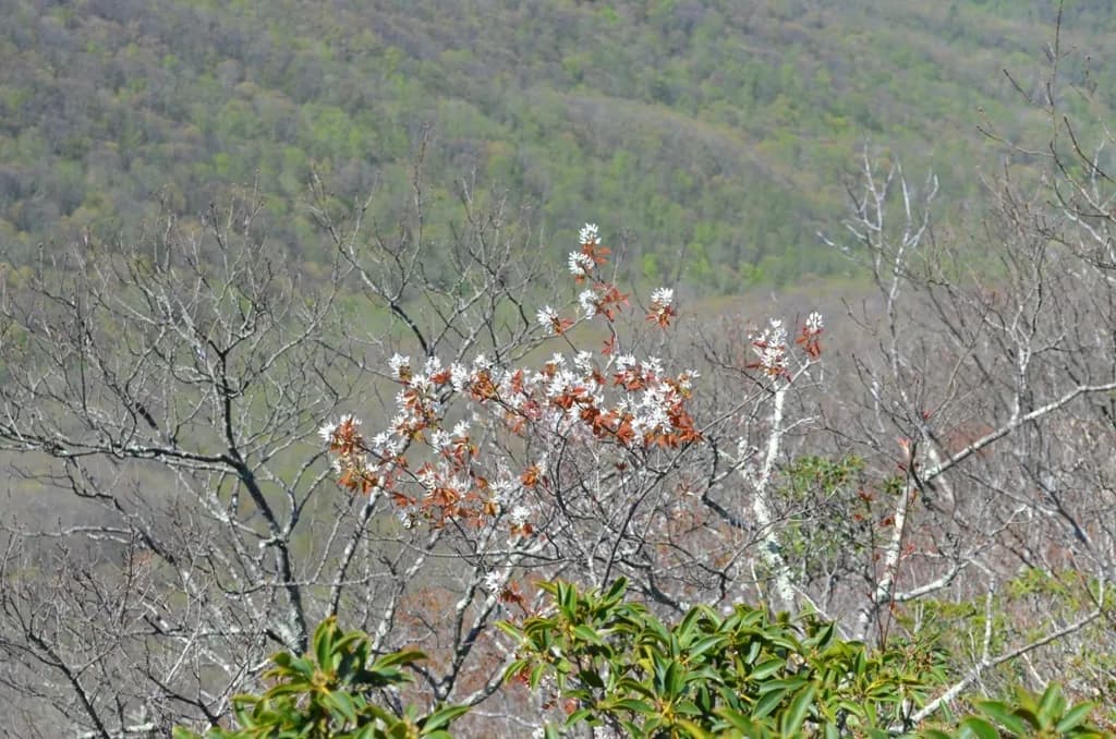 Smooth Shadbush (Amelanchier laevis)