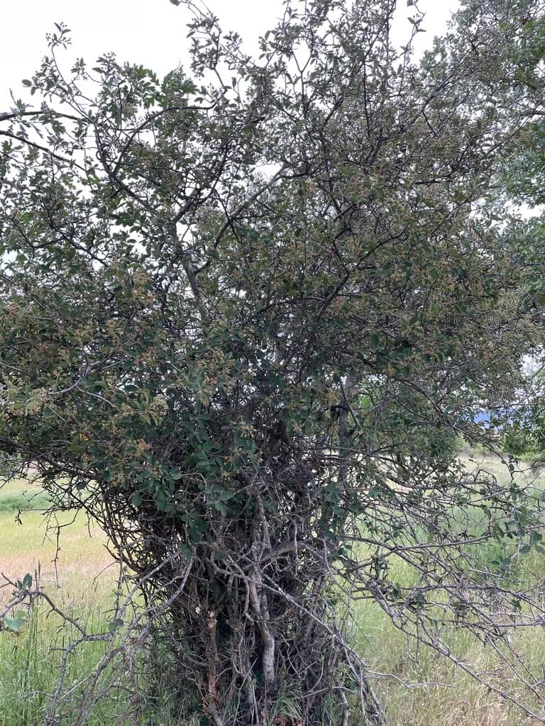 Pale Serviceberry (Amelanchier pallida)