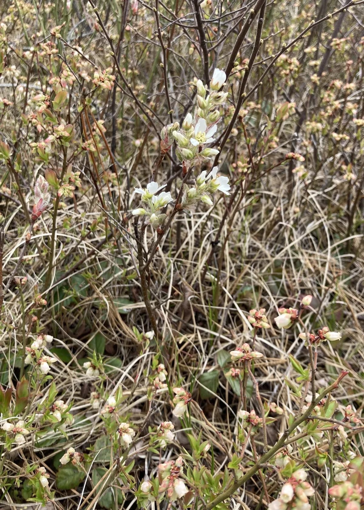 Running Serviceberry (Amelanchier stolonifera)