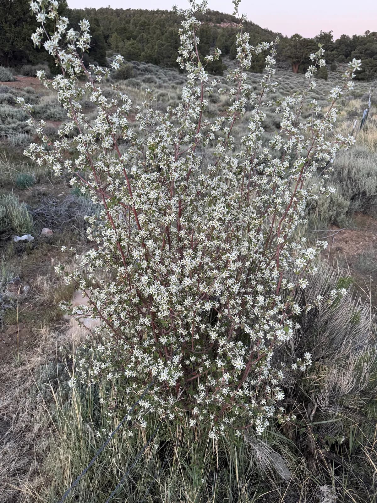 Utah serviceberry (Amelanchier utahensis)