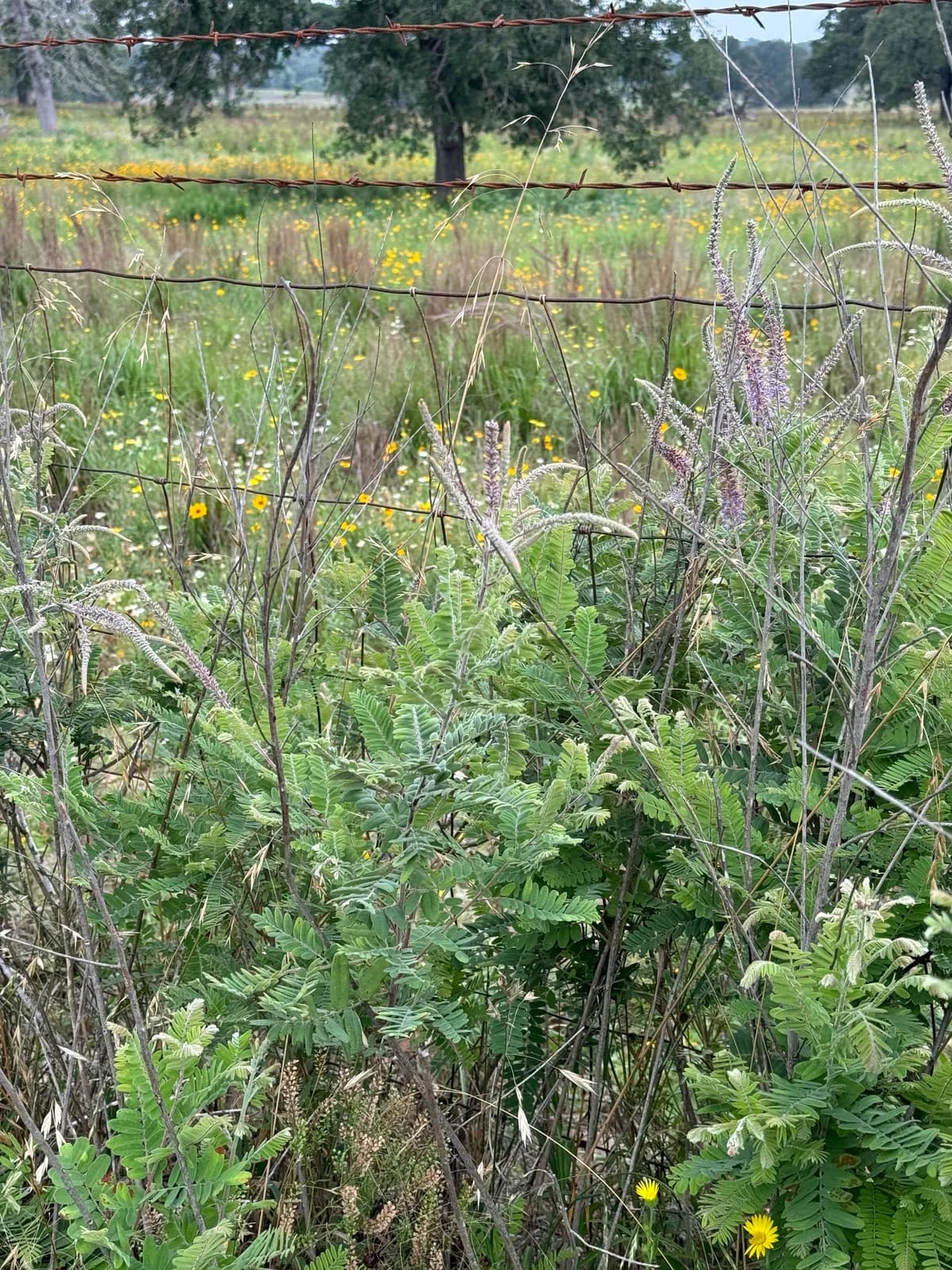 Leadplant (Amorpha canescens)