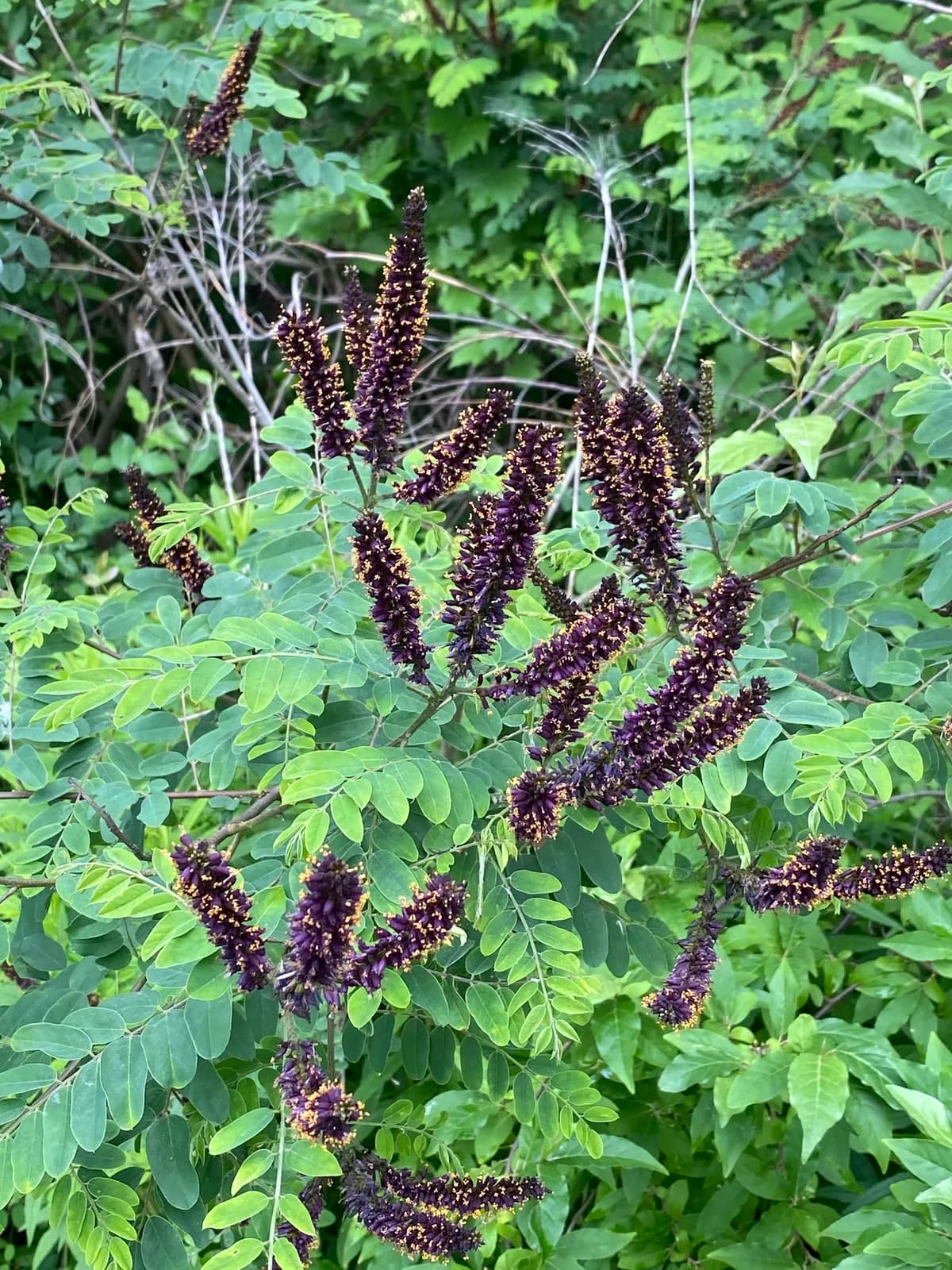 Bastard Indigo-bush (Amorpha fruticosa)