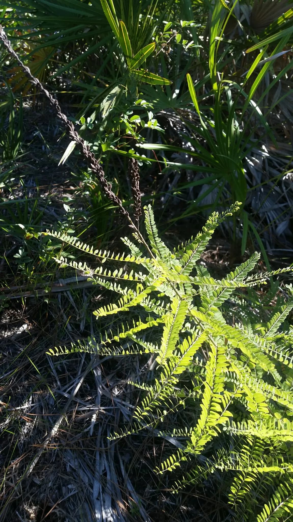 Clusterspike False Indigo (Amorpha herbacea)