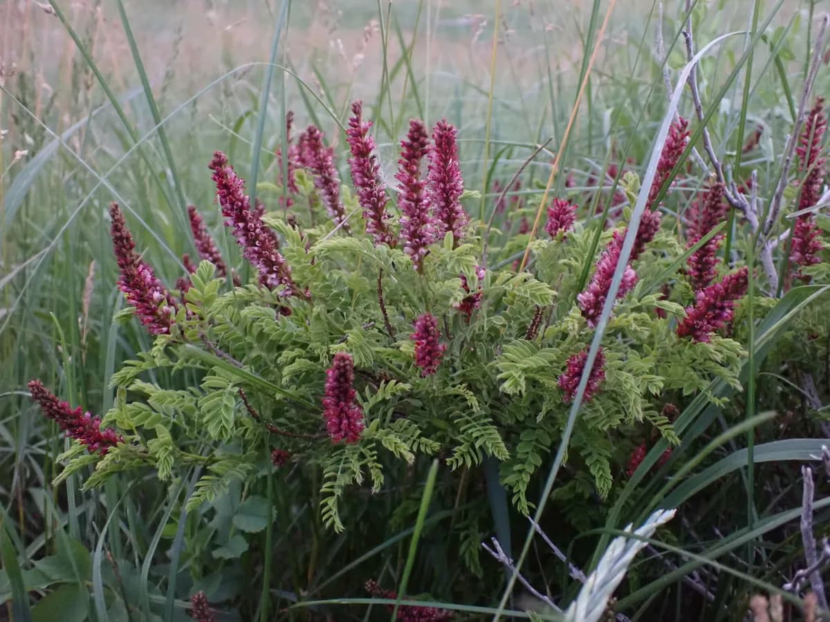Fragrant false indigo (Amorpha nana)