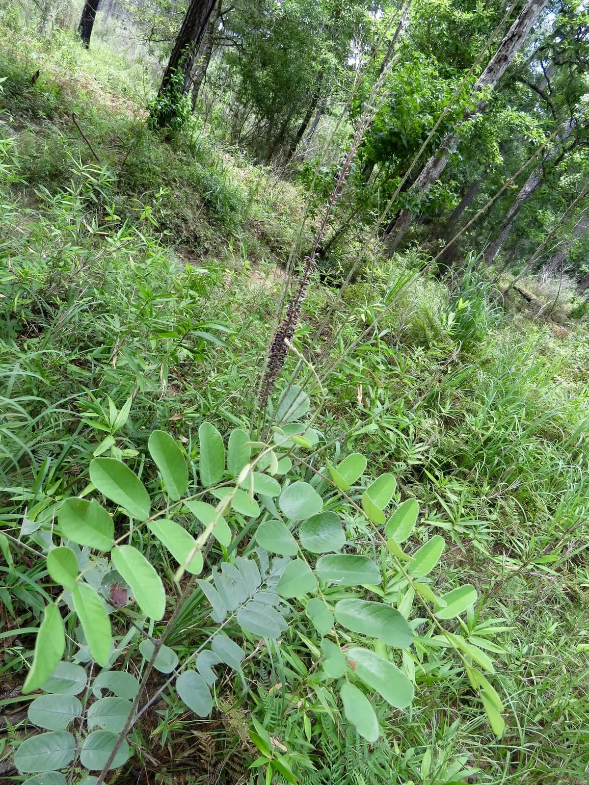 Panicled False Indigo (Amorpha paniculata)