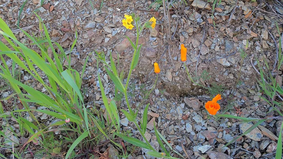 Coast Fiddleneck (Amsinckia intermedia)