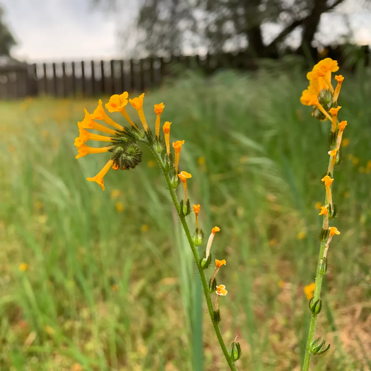 Common Fiddleneck (Amsinckia menziesii)
