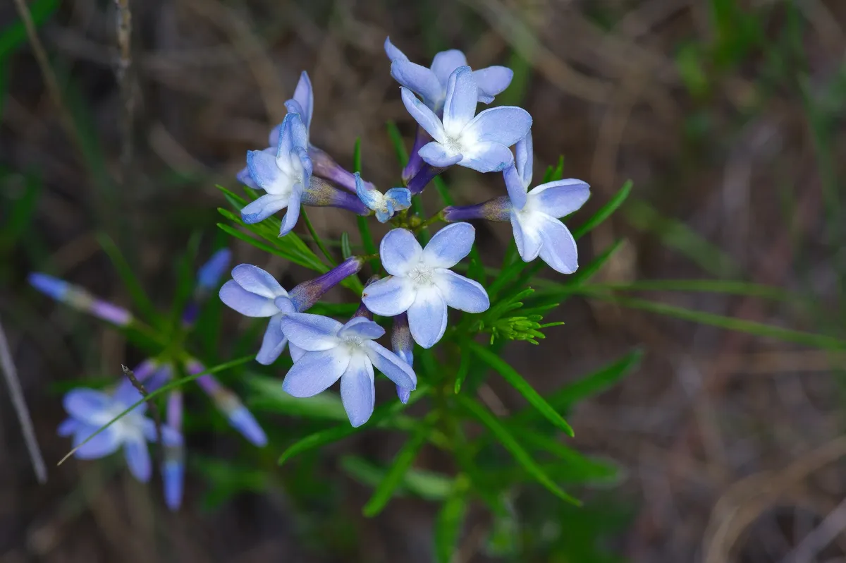 Fringed Bluestar (Amsonia ciliata)