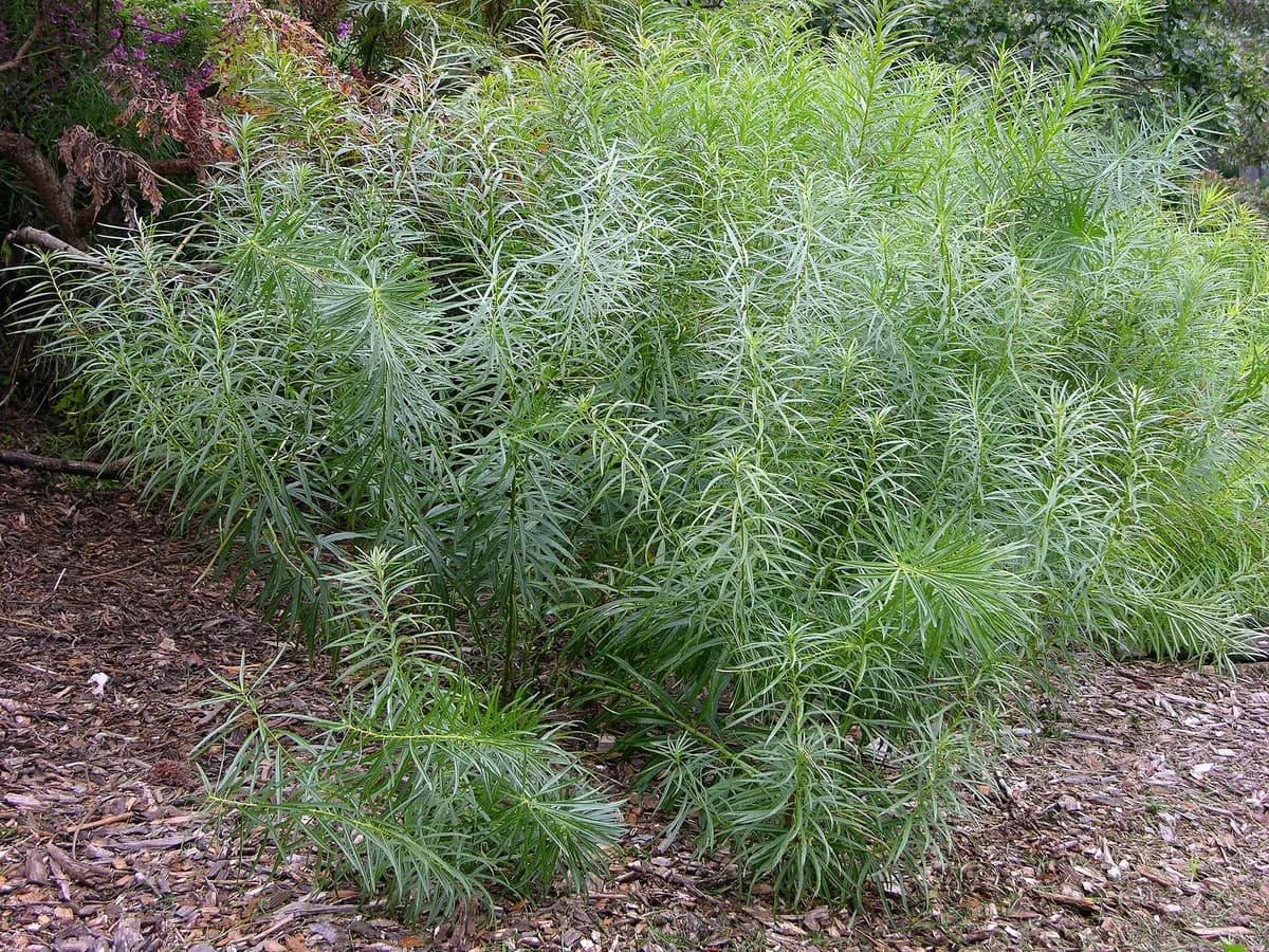 Hubricht's bluestar (Amsonia hubrichtii)