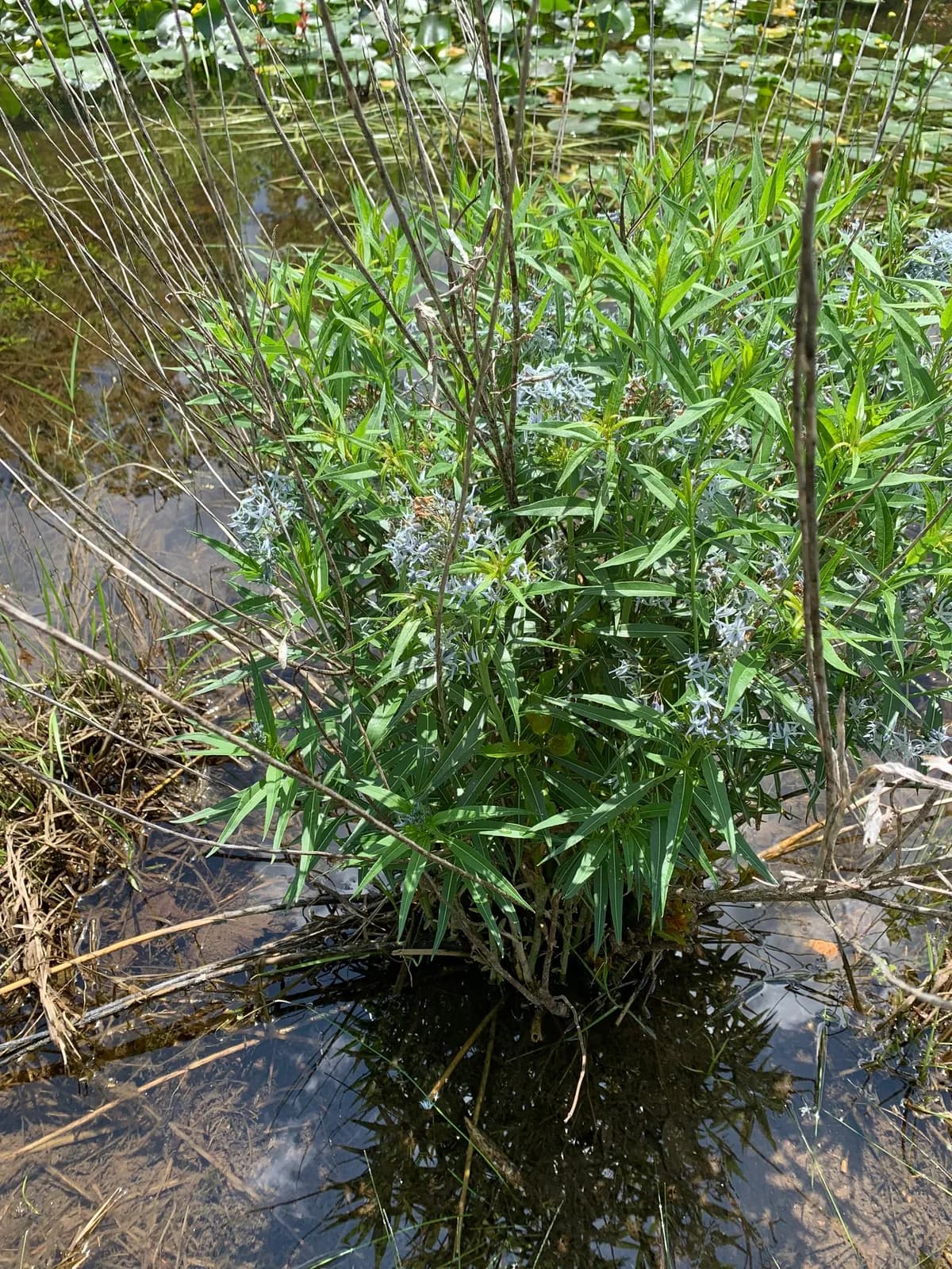 Ozark bluestar (Amsonia illustris)