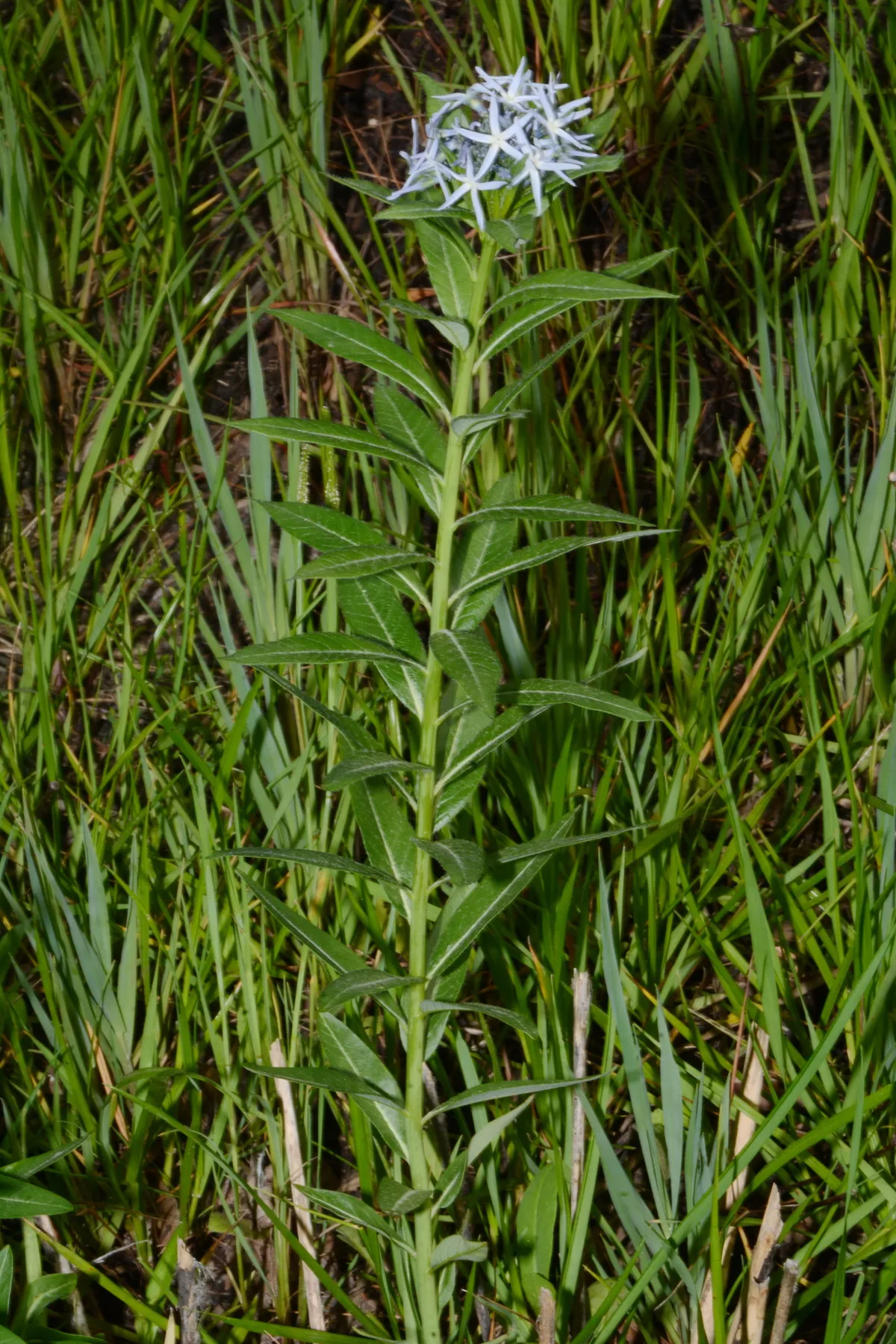 Creeping Bluestar (Amsonia repens)