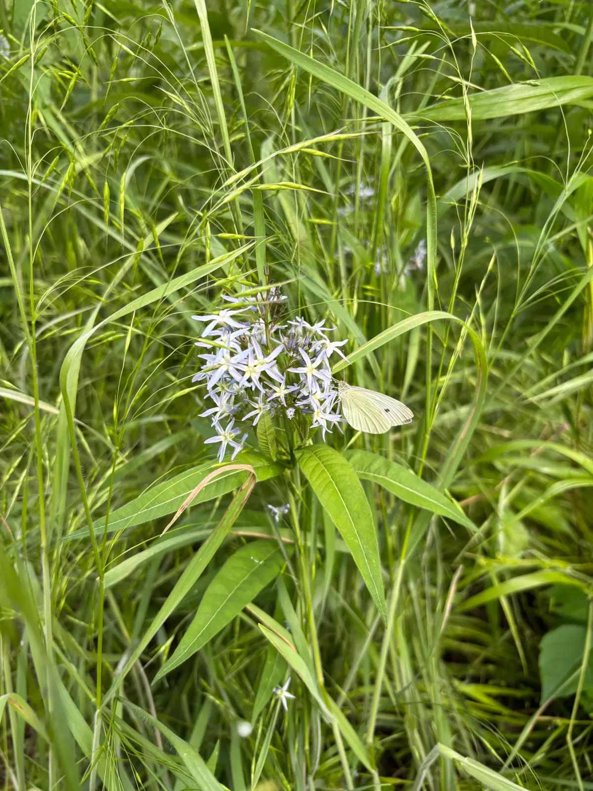 Eastern Bluestar (Amsonia tabernaemontana)