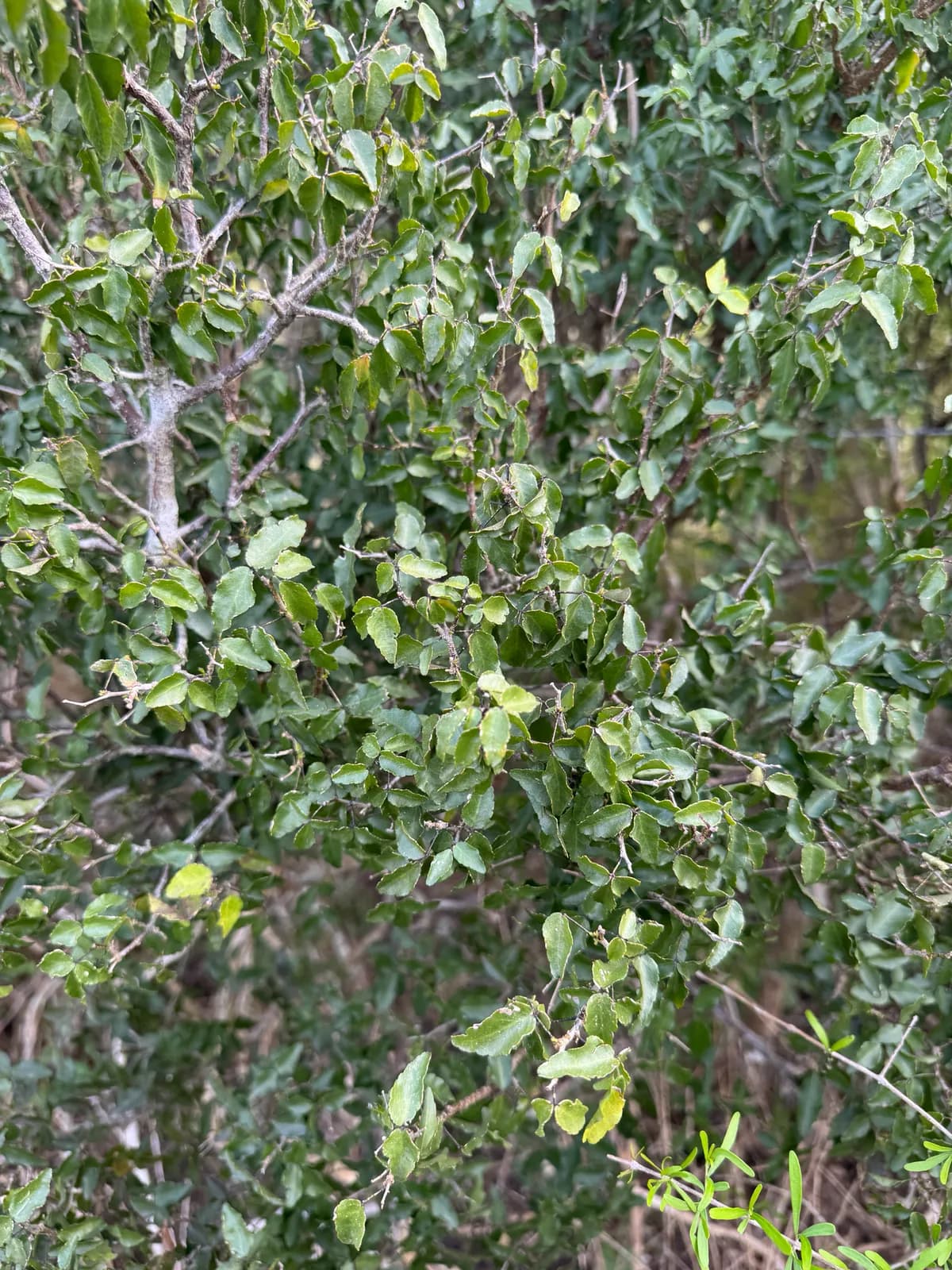 Texas Torchwood (Amyris texana)
