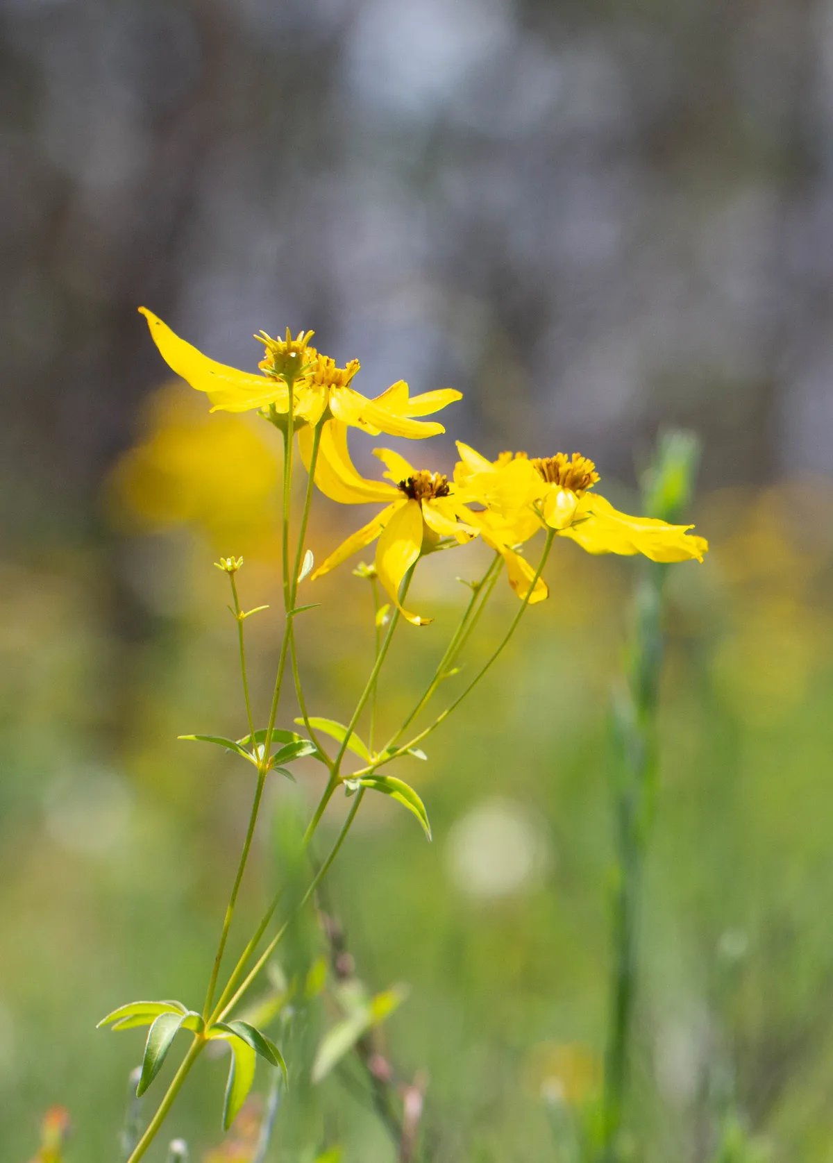 Greater coreopsis (Anacis major)