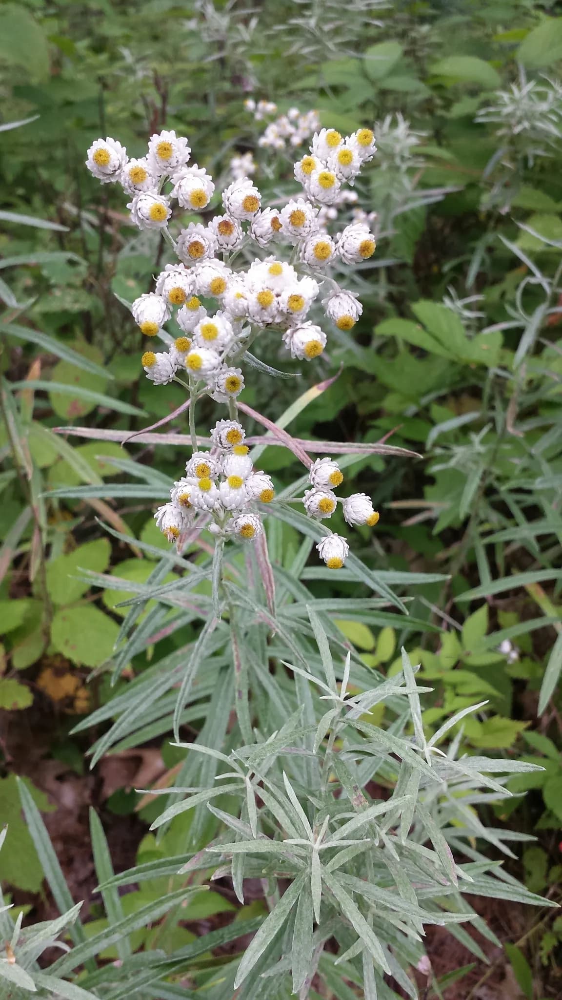 Pearly everlasting (Anaphalis margaritacea)