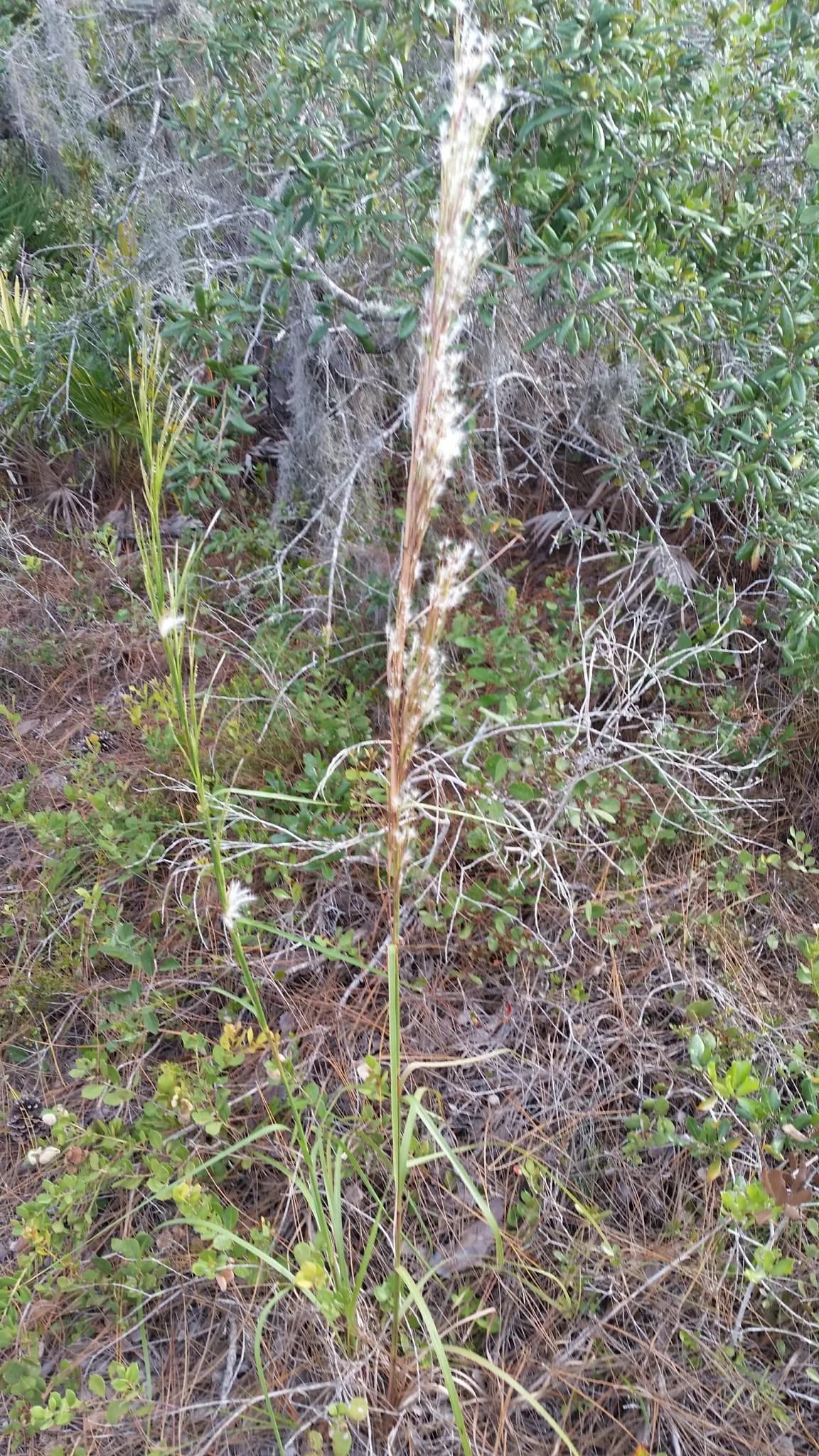 Florida Bluestem (Andropogon floridanus)