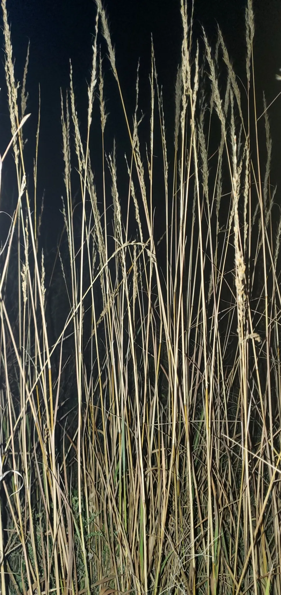 Big Bluestem (Andropogon gerardii)